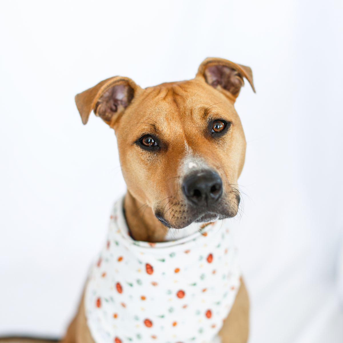 Pumpkin Pet Bandana