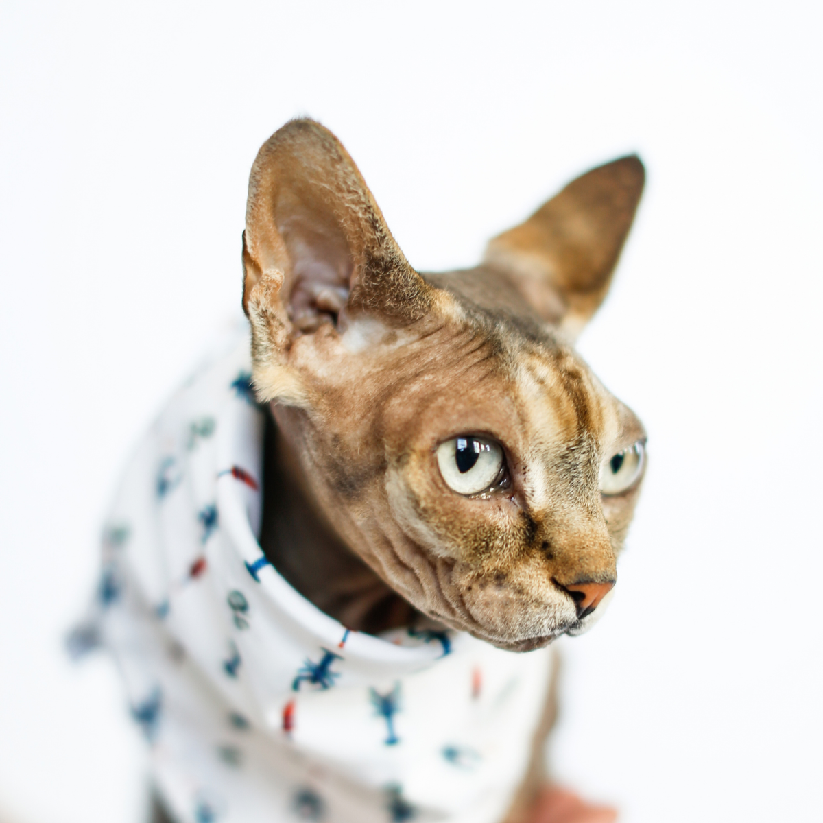 New England Coastal Pet Bandana