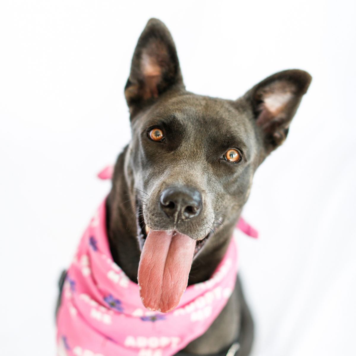 Pink Adopt Me Pet Bandana