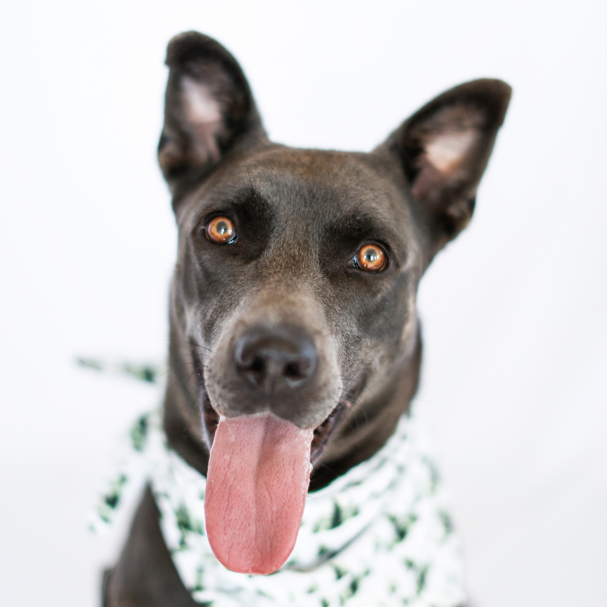 Evergreen Tree Pet Bandana