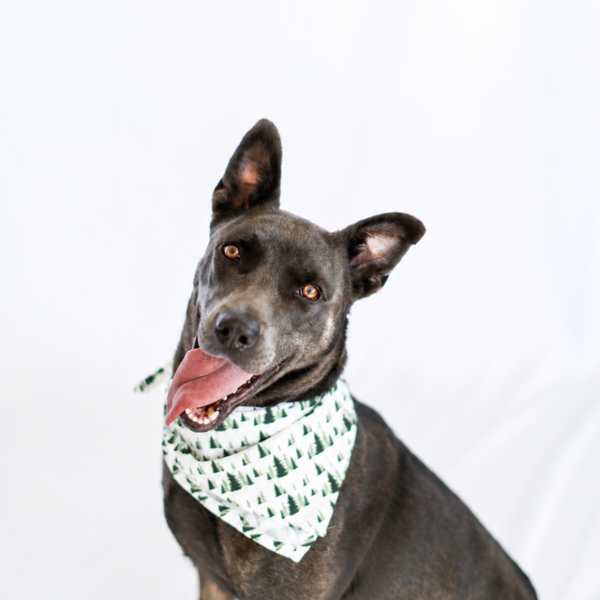 Evergreen Tree Pet Bandana
