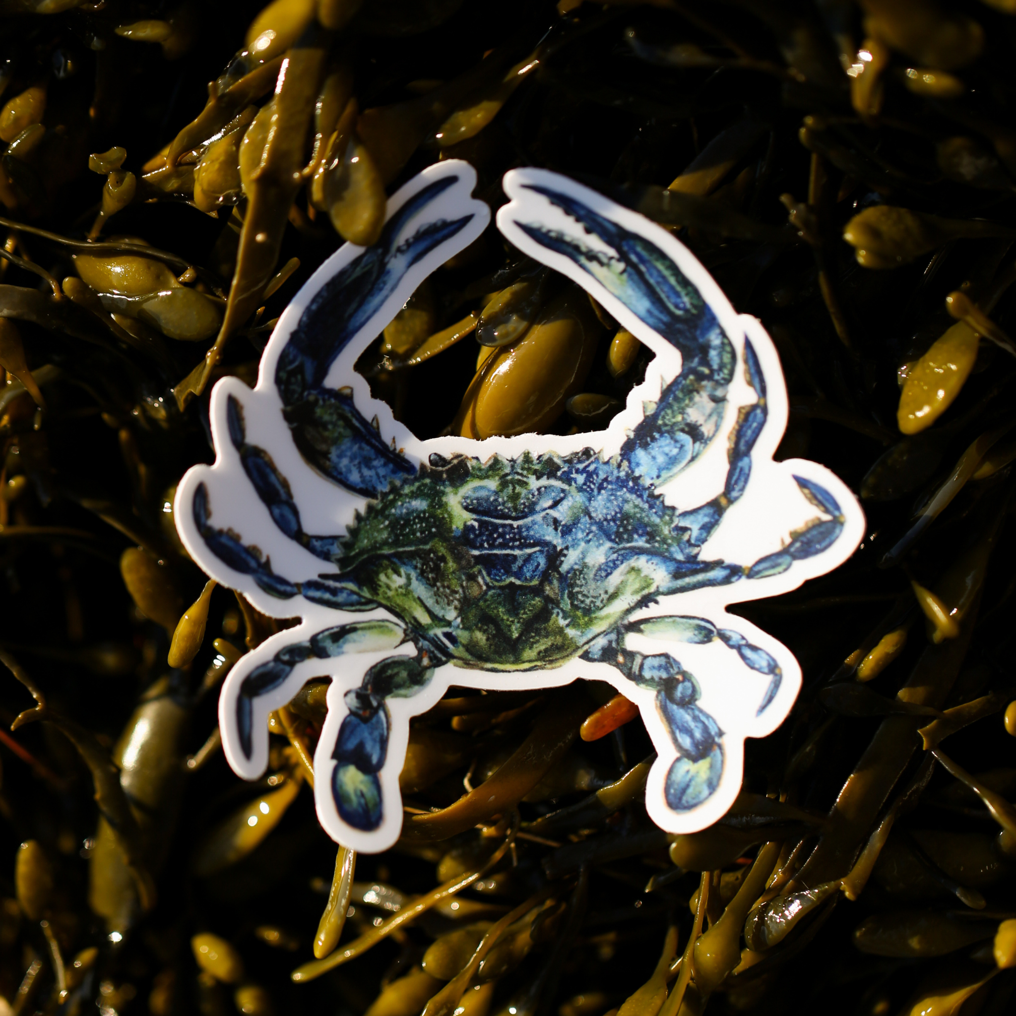 Blue Crab Vinyl Sticker | Coastal Art Sticker