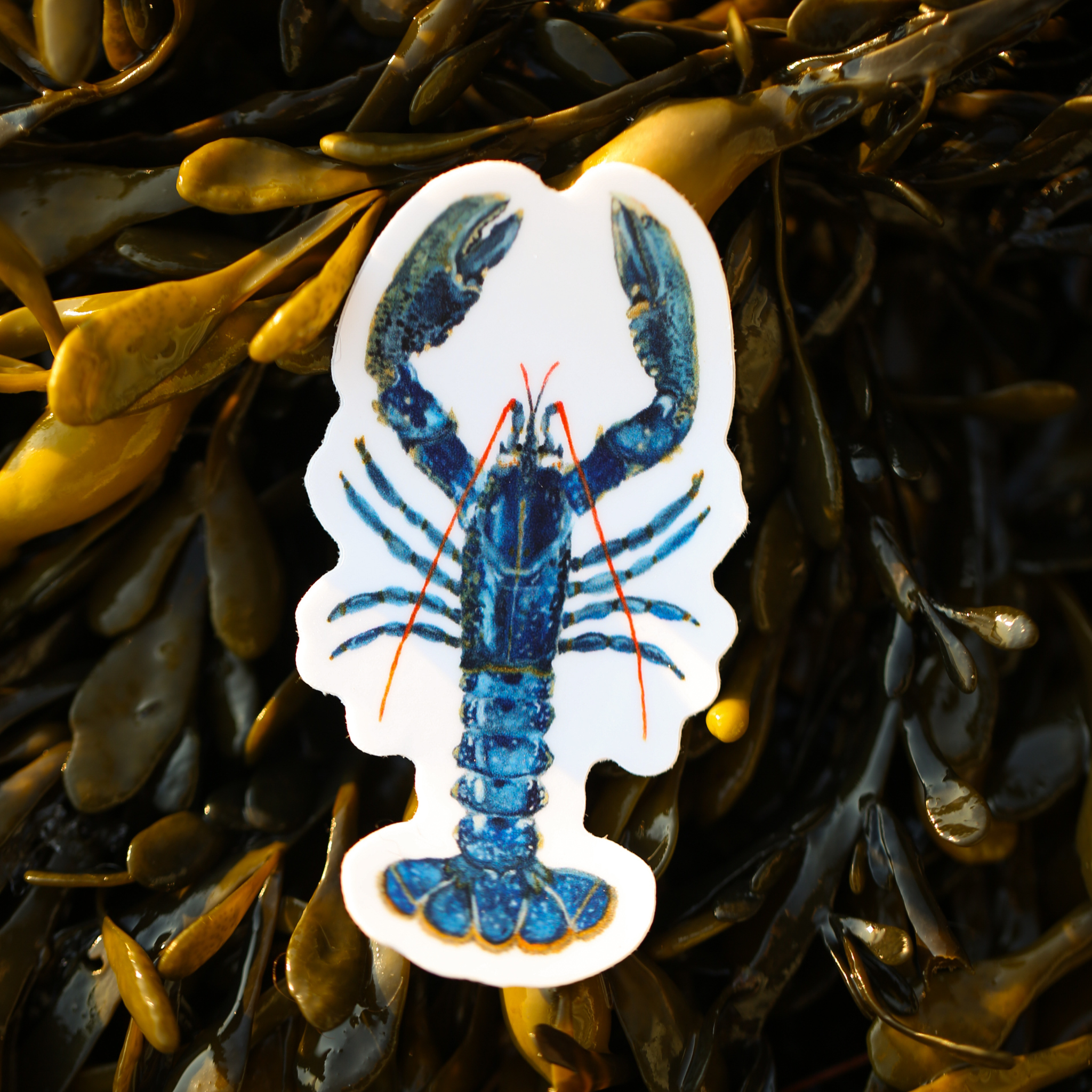 Blue Lobster Vinyl Sticker | Coastal Art