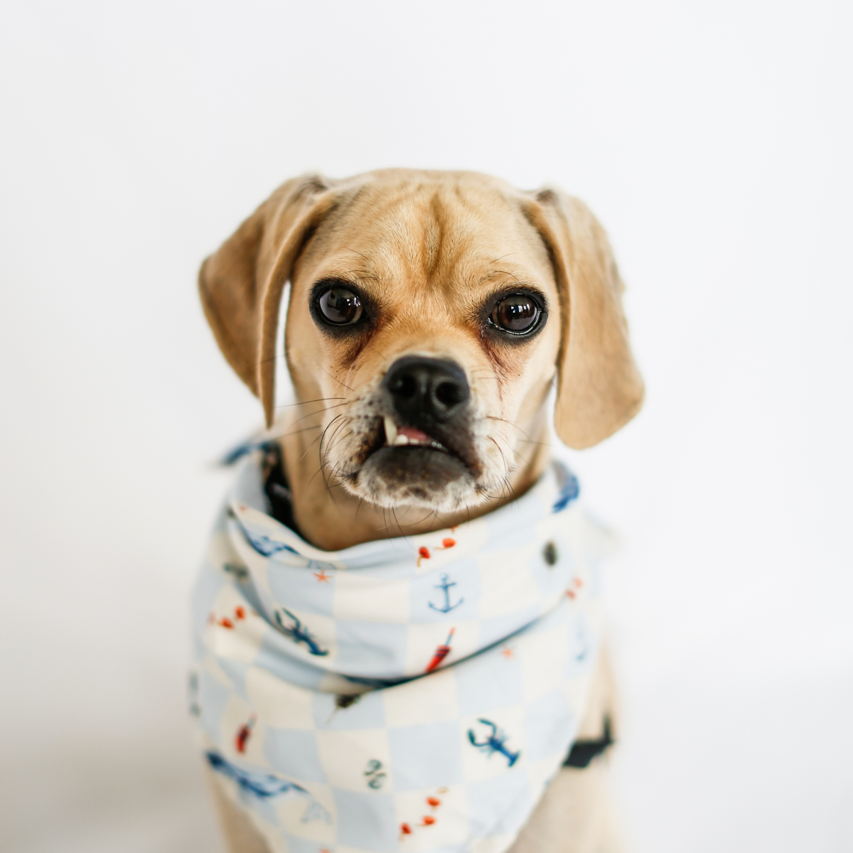 Nautical Checkered Pet Bandana
