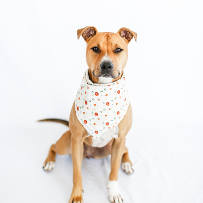 Pumpkin Pet Bandana