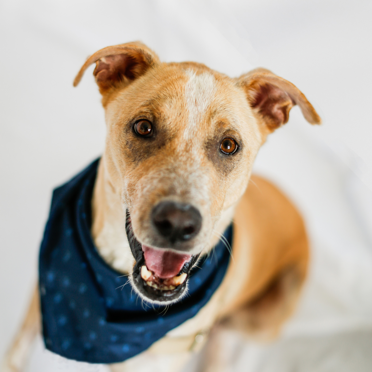 Blue Lobster Pet Bandana