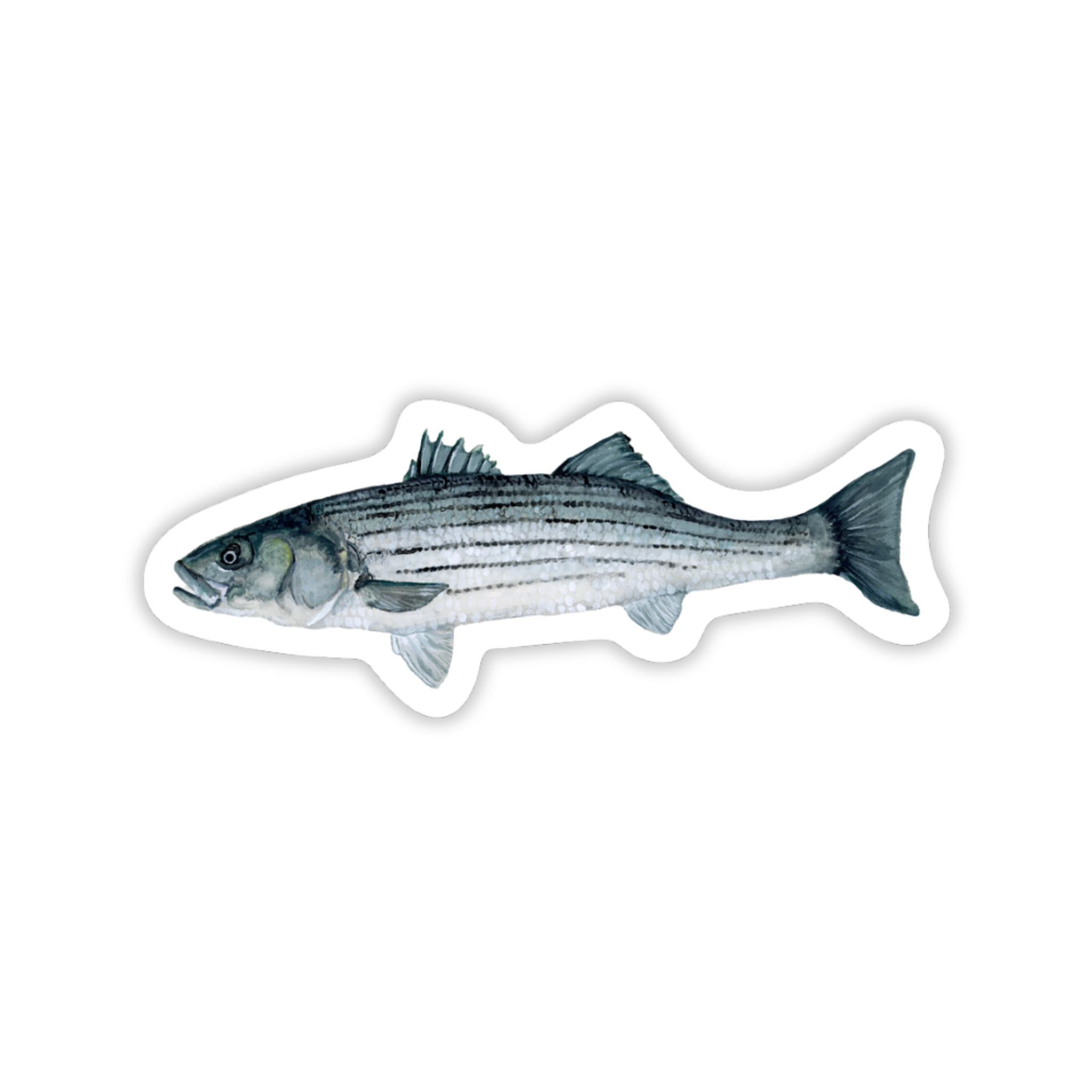 Striped Bass Vinyl Sticker | Fishing & Coastal Art