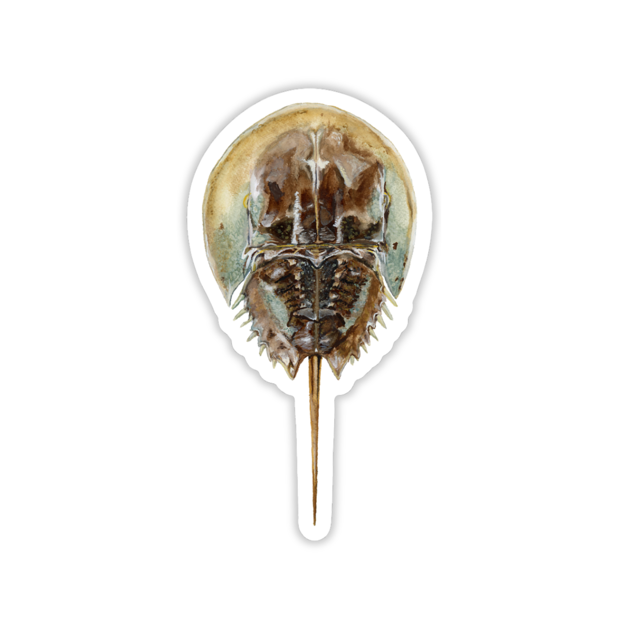 Horseshoe Crab Vinyl Sticker | Marine Life Art