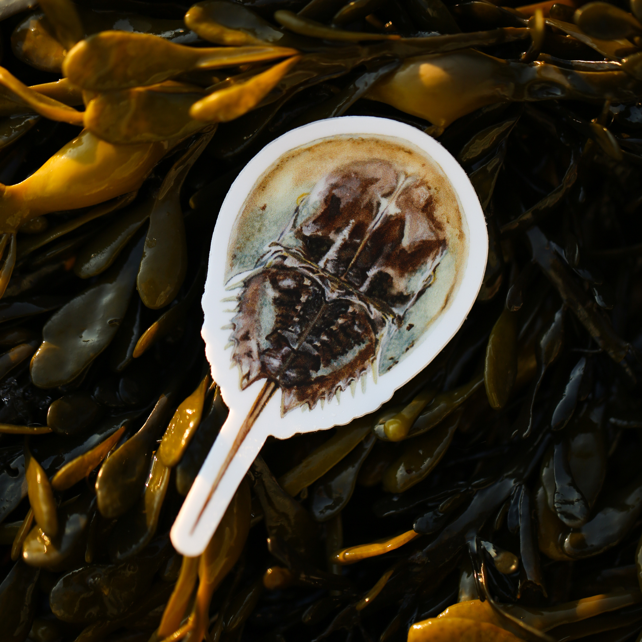 Horseshoe Crab Vinyl Sticker | Marine Life Art