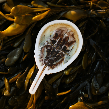 Horseshoe Crab Vinyl Sticker | Marine Life Art