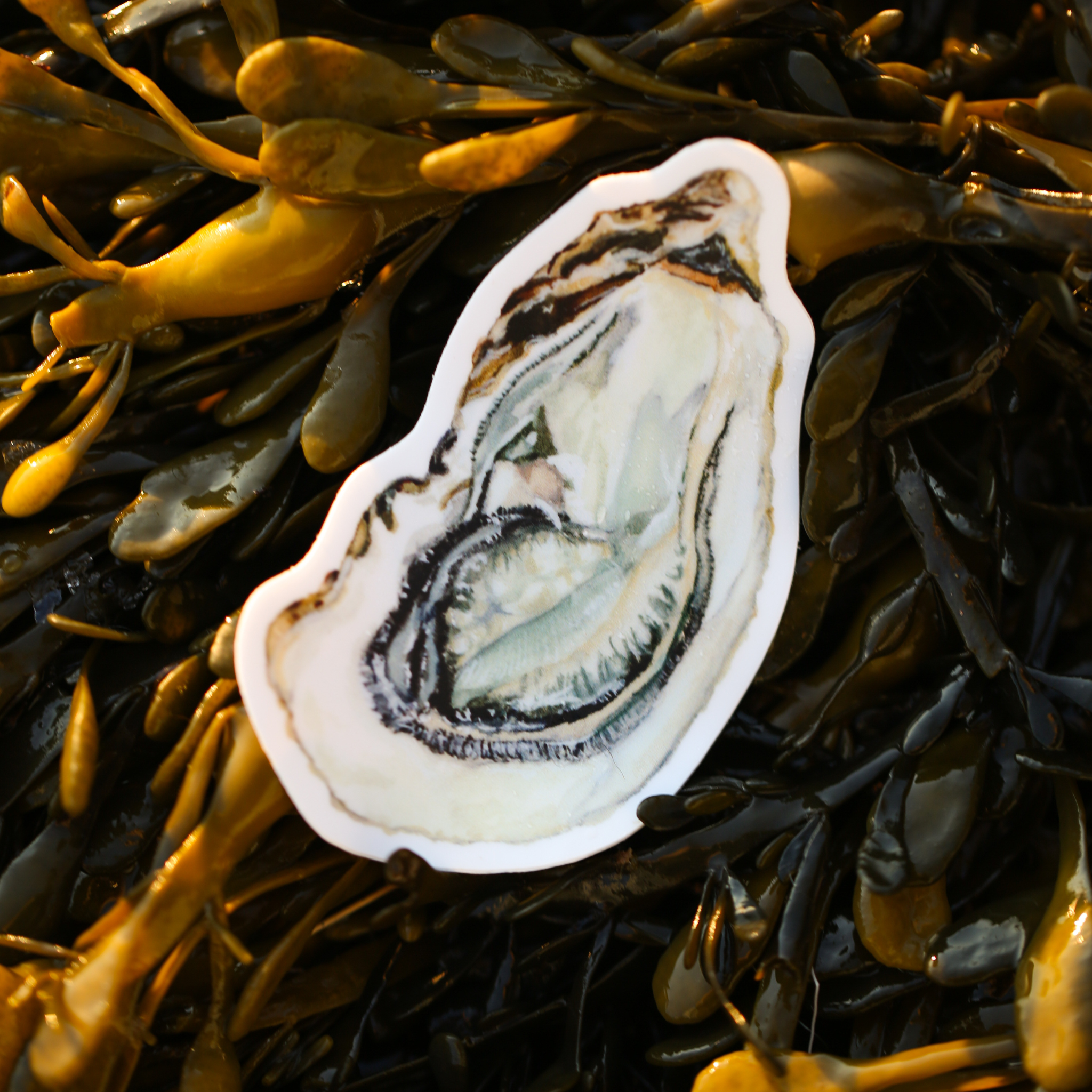 Oyster Vinyl Sticker | Coastal Art
