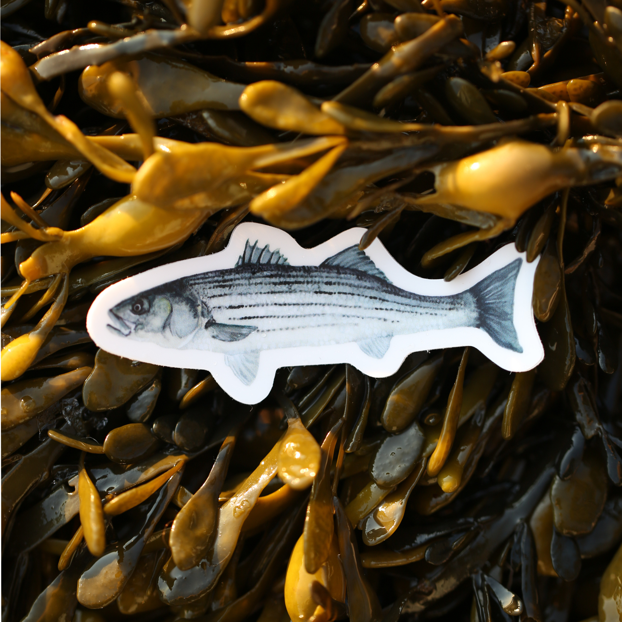 Striped Bass Vinyl Sticker | Fishing & Coastal Art
