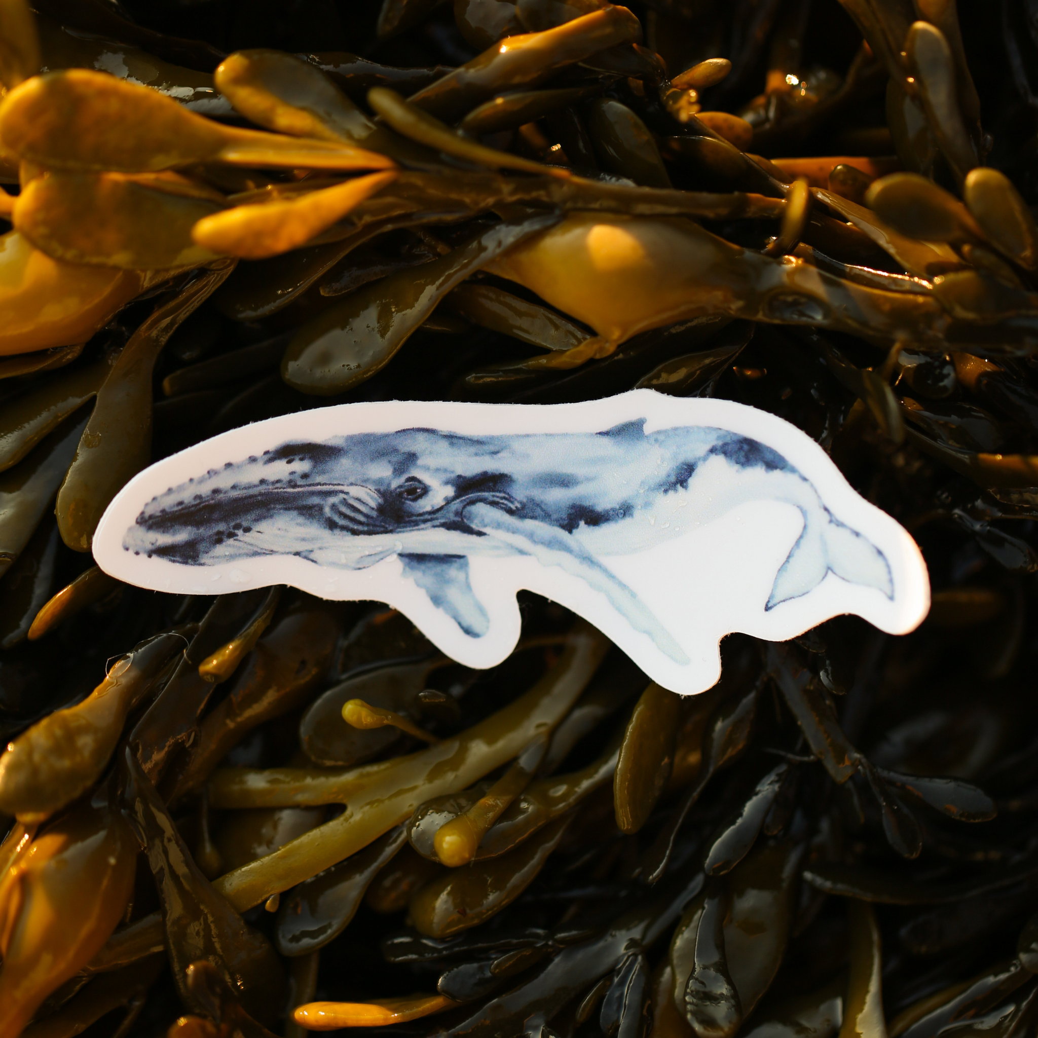 Whale Vinyl Sticker | Ocean Wildlife Art